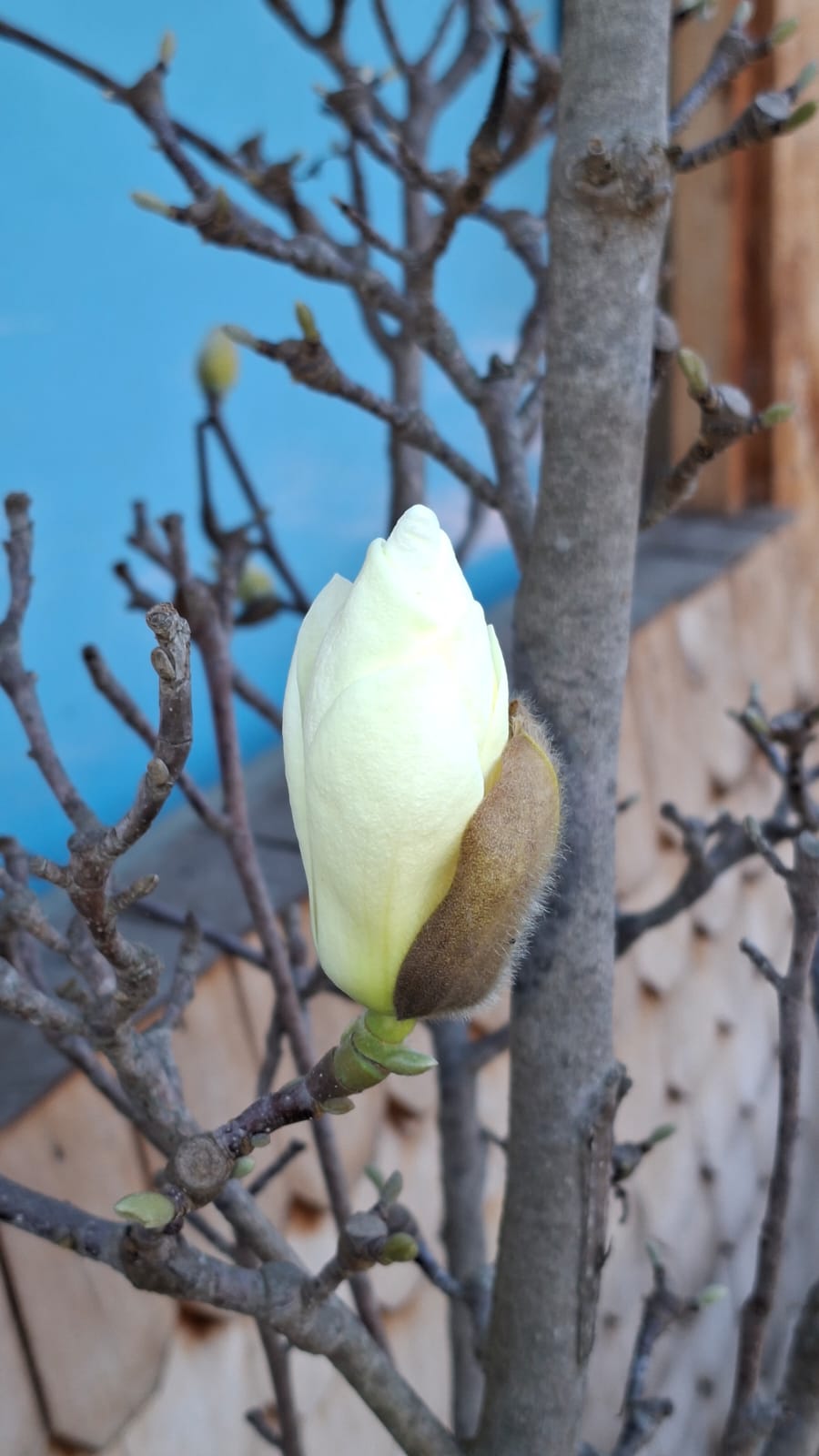 Flor de magnolia en el jardín del espacio